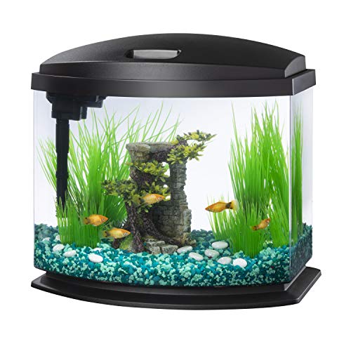 Best Fish for 5 Gallon Tank