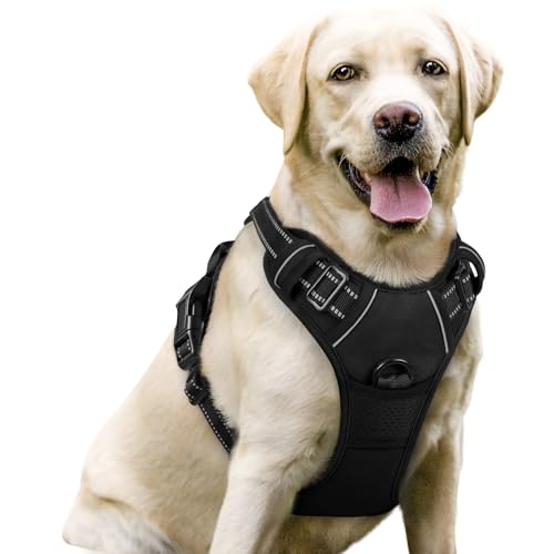 Best Harnesses