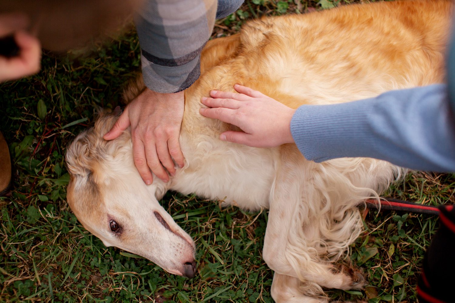 What Can Cause a Dog to Fit: Shocking Reasons You Must Know